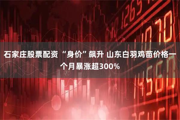 石家庄股票配资 “身价”飙升 山东白羽鸡苗价格一个月暴涨超300%